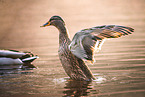 mallard