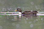 mallard