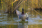mallard drake