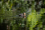 mallard