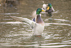 mallards