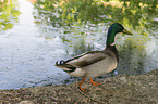 mallard