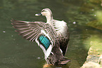 mallard