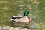 mallard
