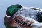 mallard