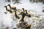 mallards