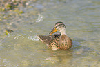 mallard