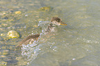 mallard