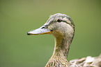 mallard