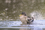 mallard