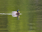 mallard