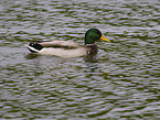 mallard
