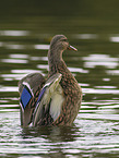 mallard