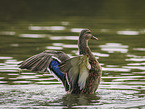 mallard