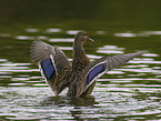 mallard