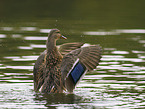 mallard