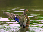 mallard