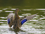 mallard