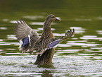mallard