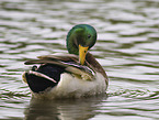 mallard
