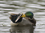 mallard