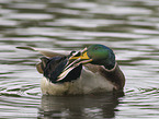 mallard