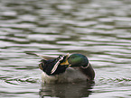 mallard