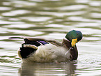mallard