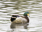 mallard