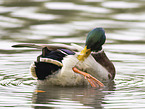 mallard