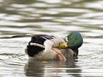 mallard