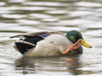 mallard