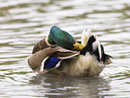 mallard