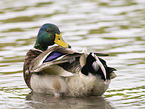mallard