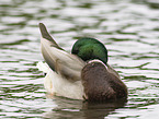 mallard