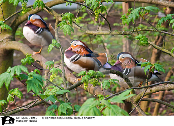 Mandarinenten / Mandarin ducks / MBS-04950