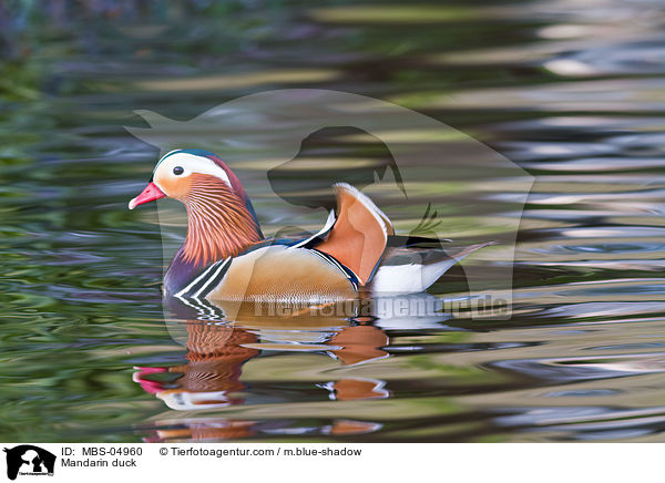 Mandarinente / Mandarin duck / MBS-04960