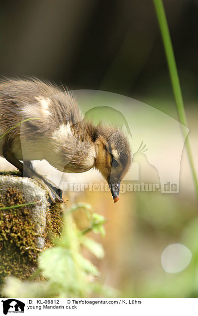 young Mandarin duck / KL-06812