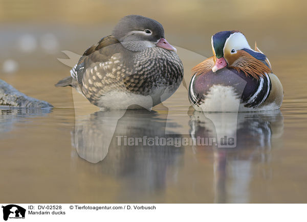 Mandarinenten / Mandarin ducks / DV-02528
