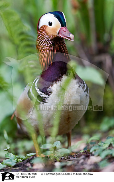 Mandarinente / Mandarin duck / MBS-07668