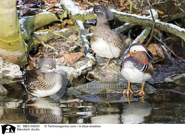 Mandarinenten / Mandarin ducks / MBS-08850