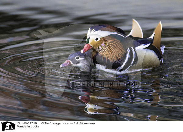 Mandarinenten / Mandarin ducks / HB-01719