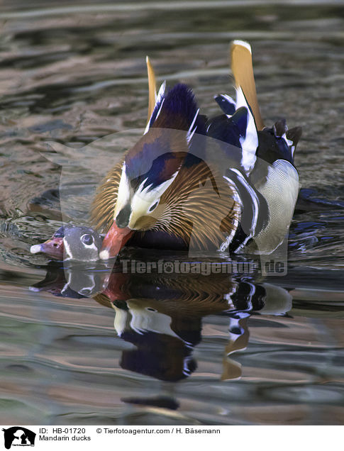 Mandarinenten / Mandarin ducks / HB-01720