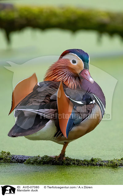 Mandarinente / Mandarin duck / AVD-07080