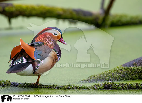 Mandarin duck / AVD-07082
