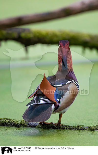 Mandarin duck / AVD-07084