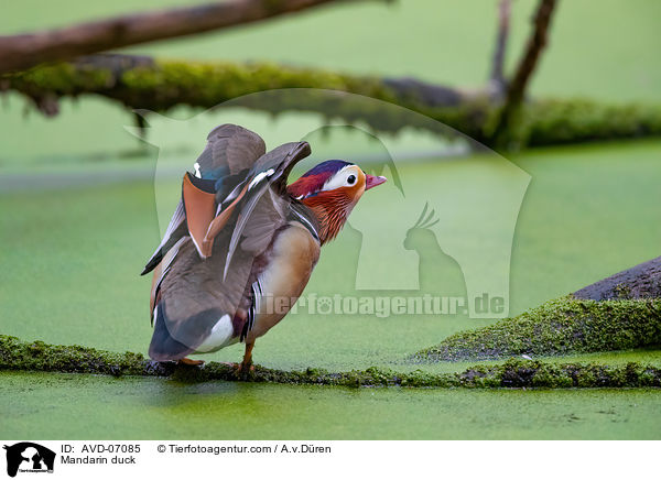 Mandarin duck / AVD-07085