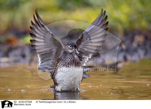 Mandarin duck / AVD-07094