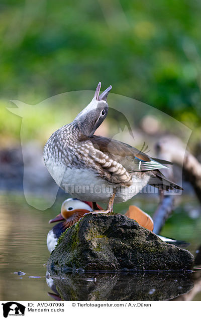 Mandarin ducks / AVD-07098