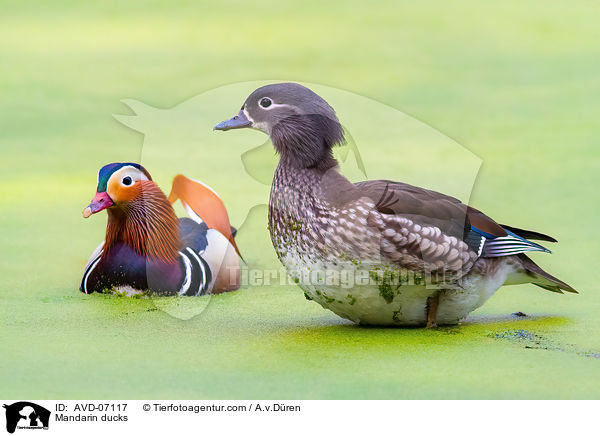 Mandarinenten / Mandarin ducks / AVD-07117